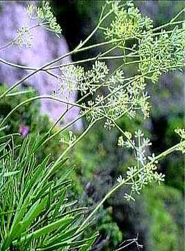 Bupleurum dianthifolium Guss. resmi