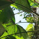 Image of Rufous-tailed Tailorbird