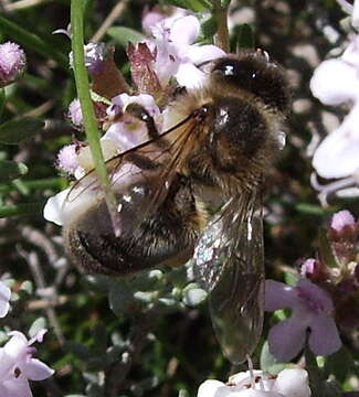 Image de Apis mellifera iberica