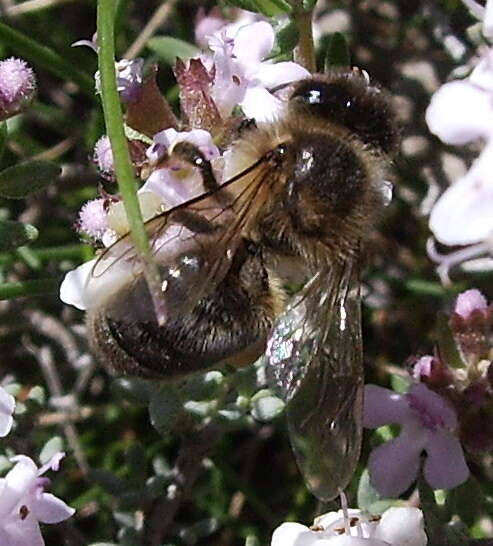 Слика од Apis mellifera iberica