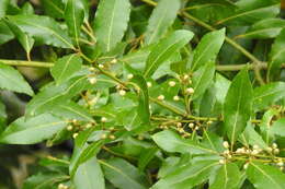 Image of laurel