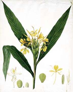 Слика од Hedychium