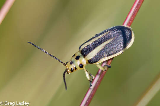 Image of Groundselbush Beetle