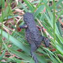 Image of Maldonada Redbelly Toad