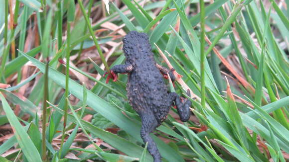 Image of Maldonada Redbelly Toad