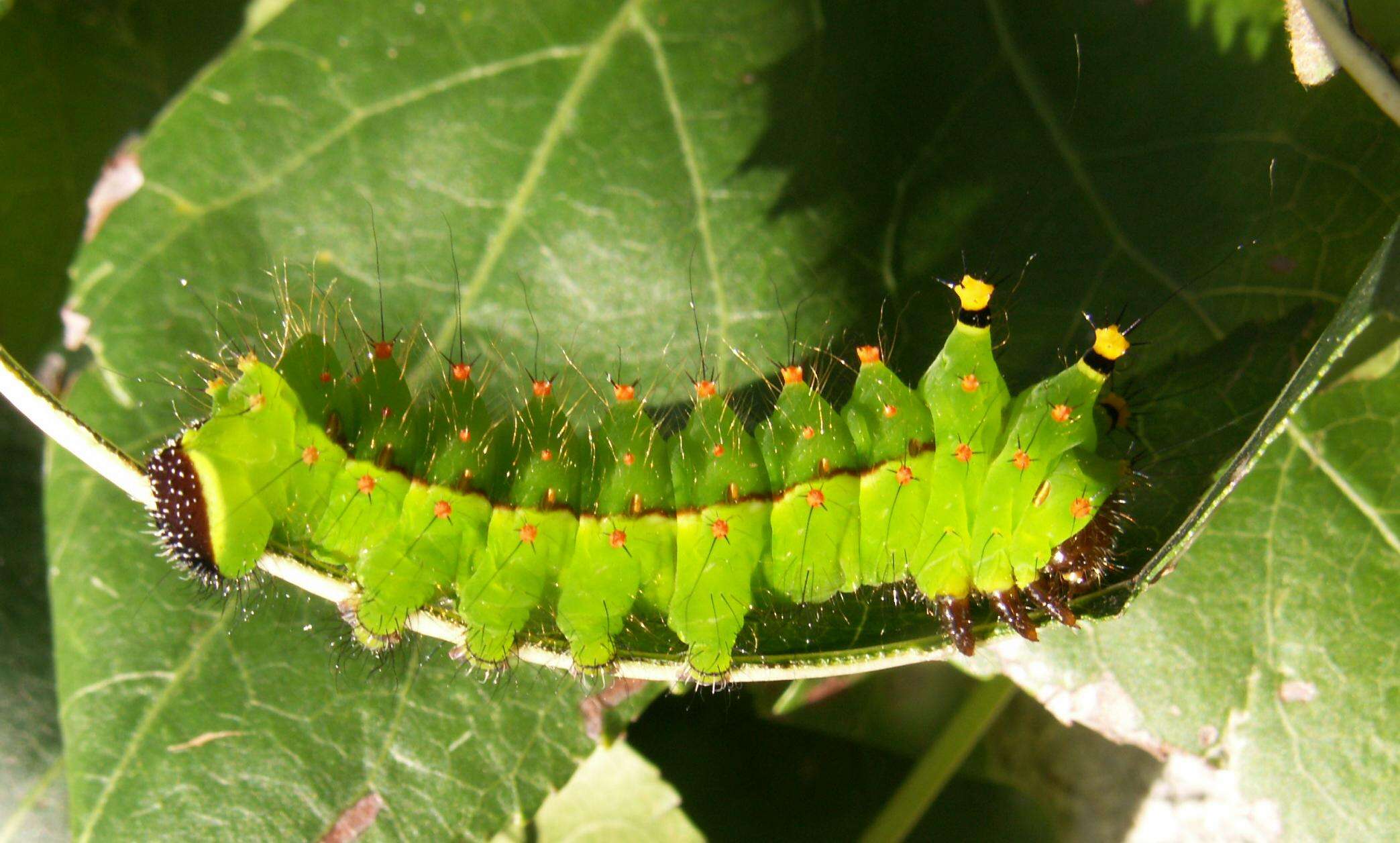 Image of Indian Luna Moth