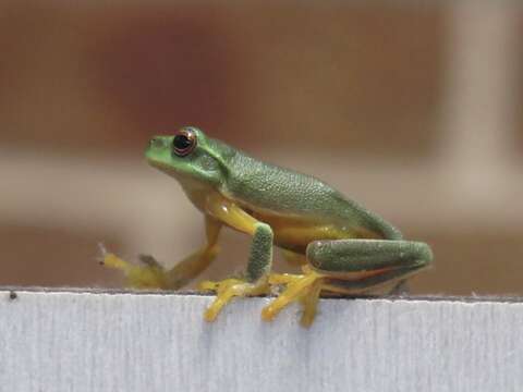 Imagem de Ranoidea chloris (Boulenger 1892)