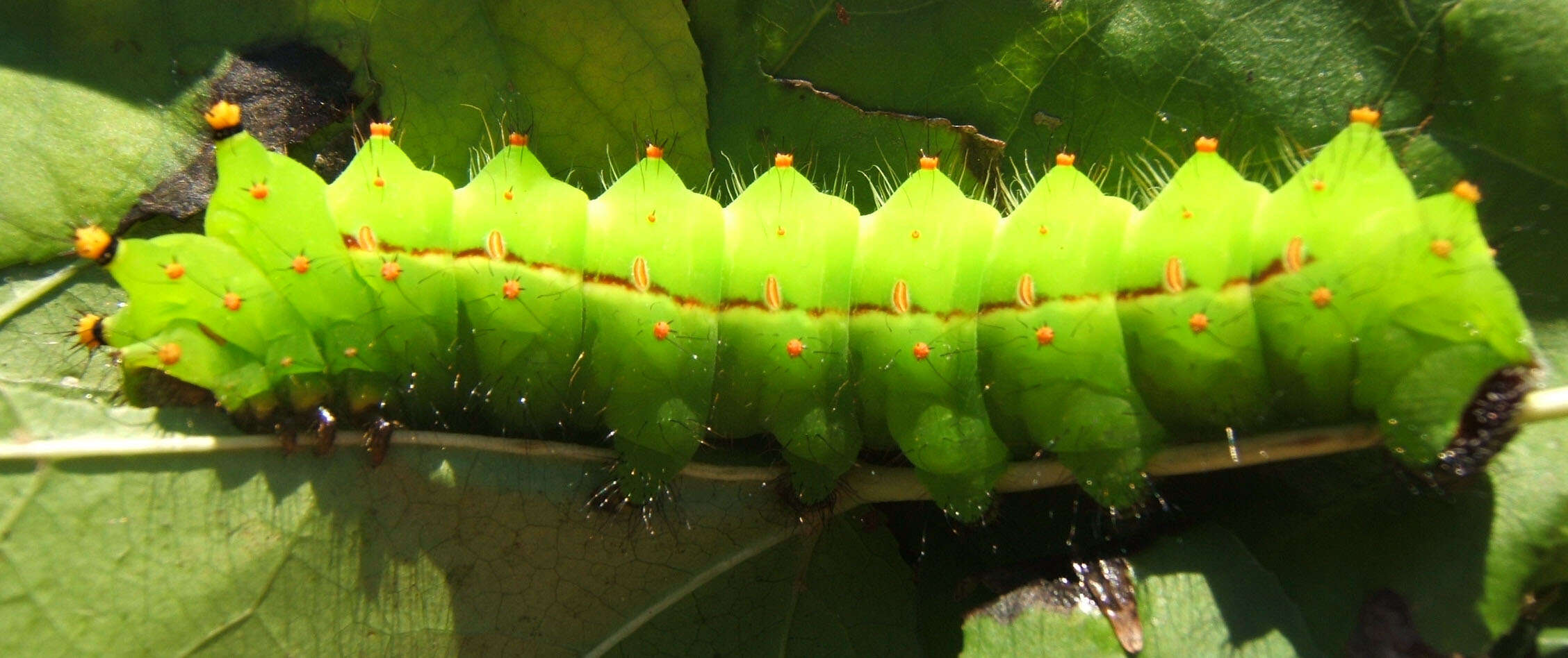 Image of Indian Luna Moth