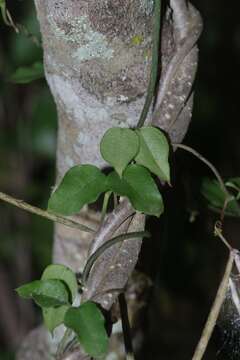 Image of Ceropegia linearis E. Mey.