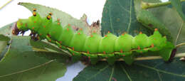 Image of Indian Luna Moth