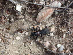 Image of Anthia (Termophilum) decemguttata (Linnaeus 1764)