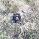 Image of Spectacled bear