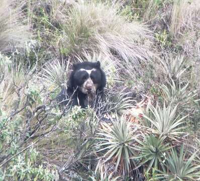 Image of Andean Bears