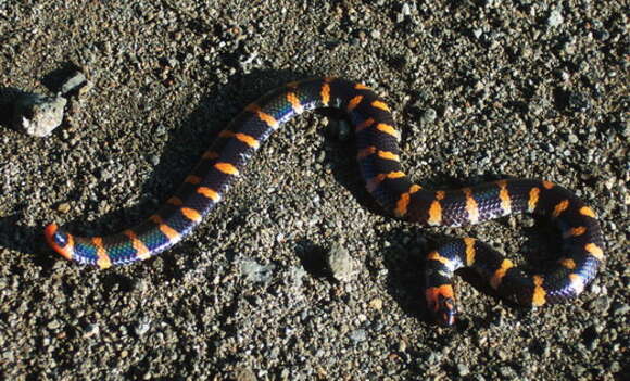 Image of Common Pipe Snake