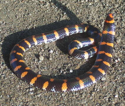 Image of Island Pipe Snake