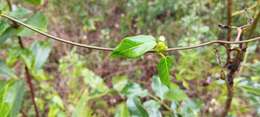 Image of Matelea campechiana (Standl.) R. E. Woodson