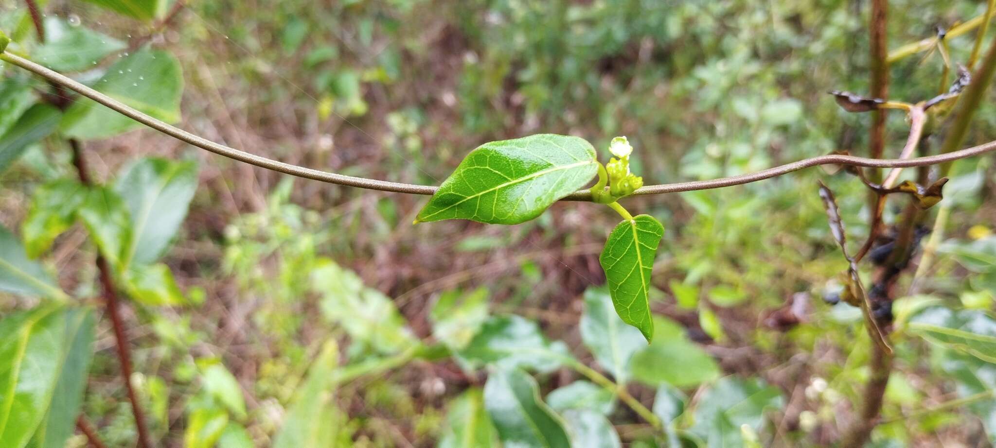 Image of Matelea campechiana (Standl.) R. E. Woodson