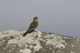 Image of Cape Bunting