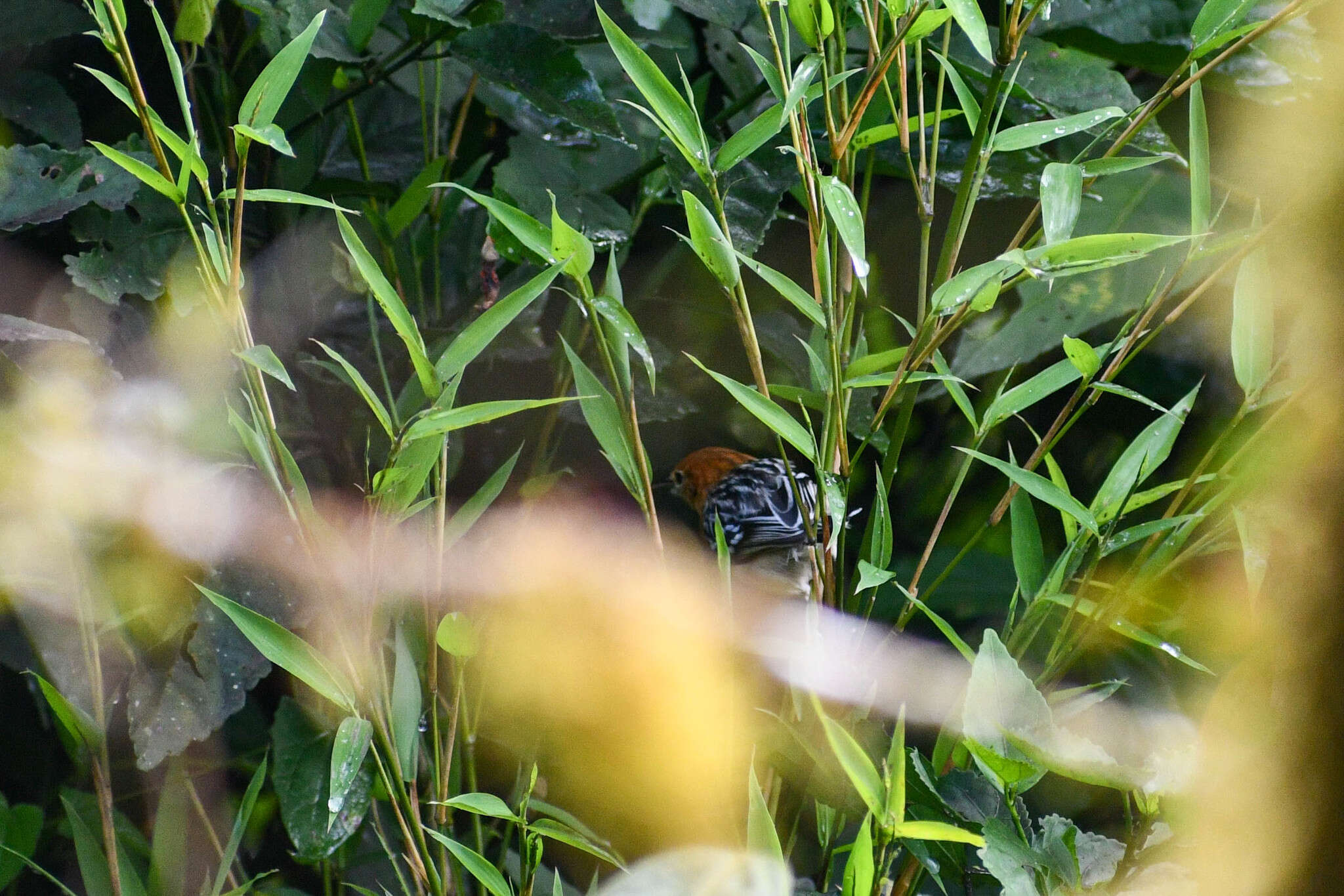 Image of Pacific Antwren