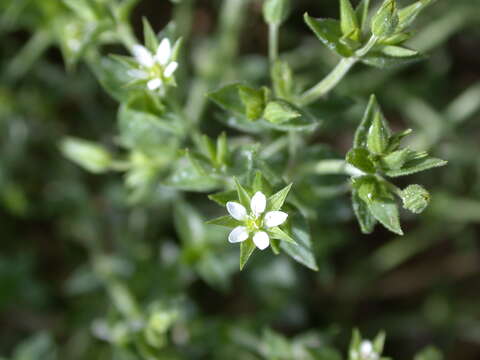 Image of Thyme-leaved Sandwort