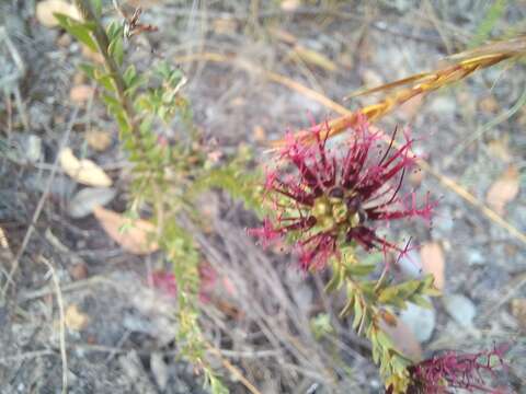 Image of Melaleuca anisandra (Schauer) Craven & R. D. Edwards