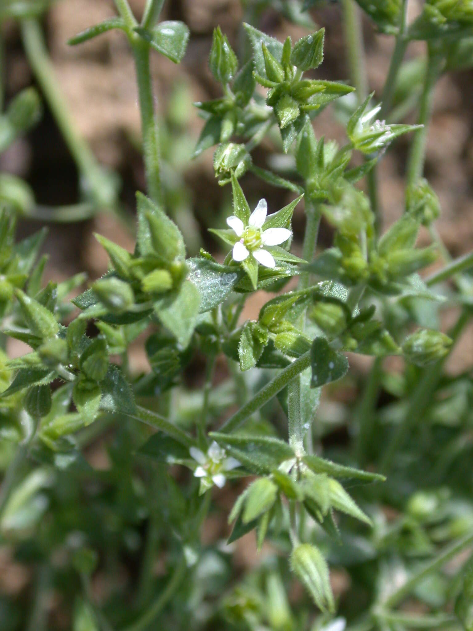 Image of Thyme-leaved Sandwort