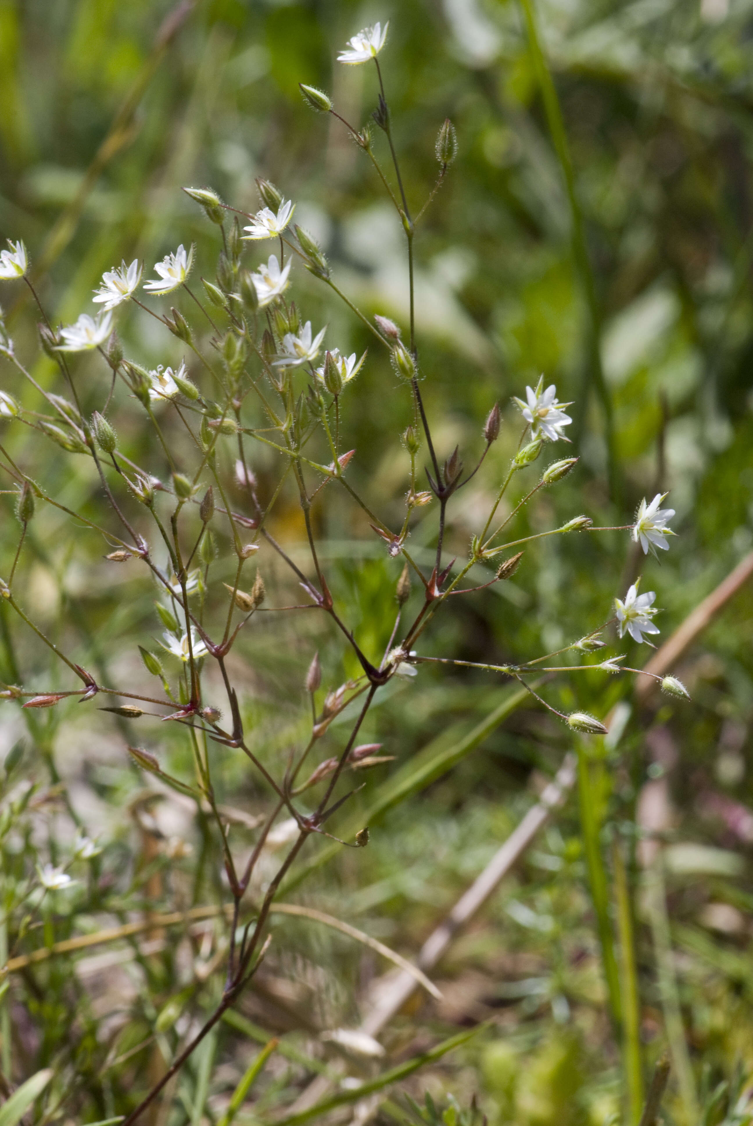 Image of Thyme-leaved Sandwort