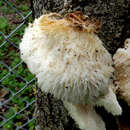 Plancia ëd Leucophellinus hobsonii (Berk. ex Cooke) Ryvarden 1988