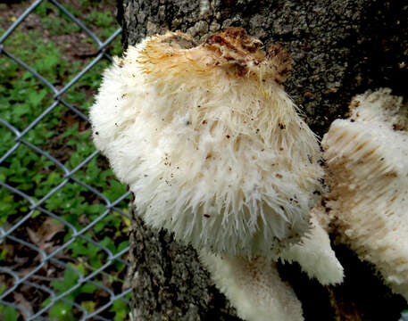 Leucophellinus hobsonii (Berk. ex Cooke) Ryvarden 1988的圖片