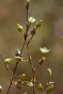 Imagem de Arenaria serpyllifolia L.