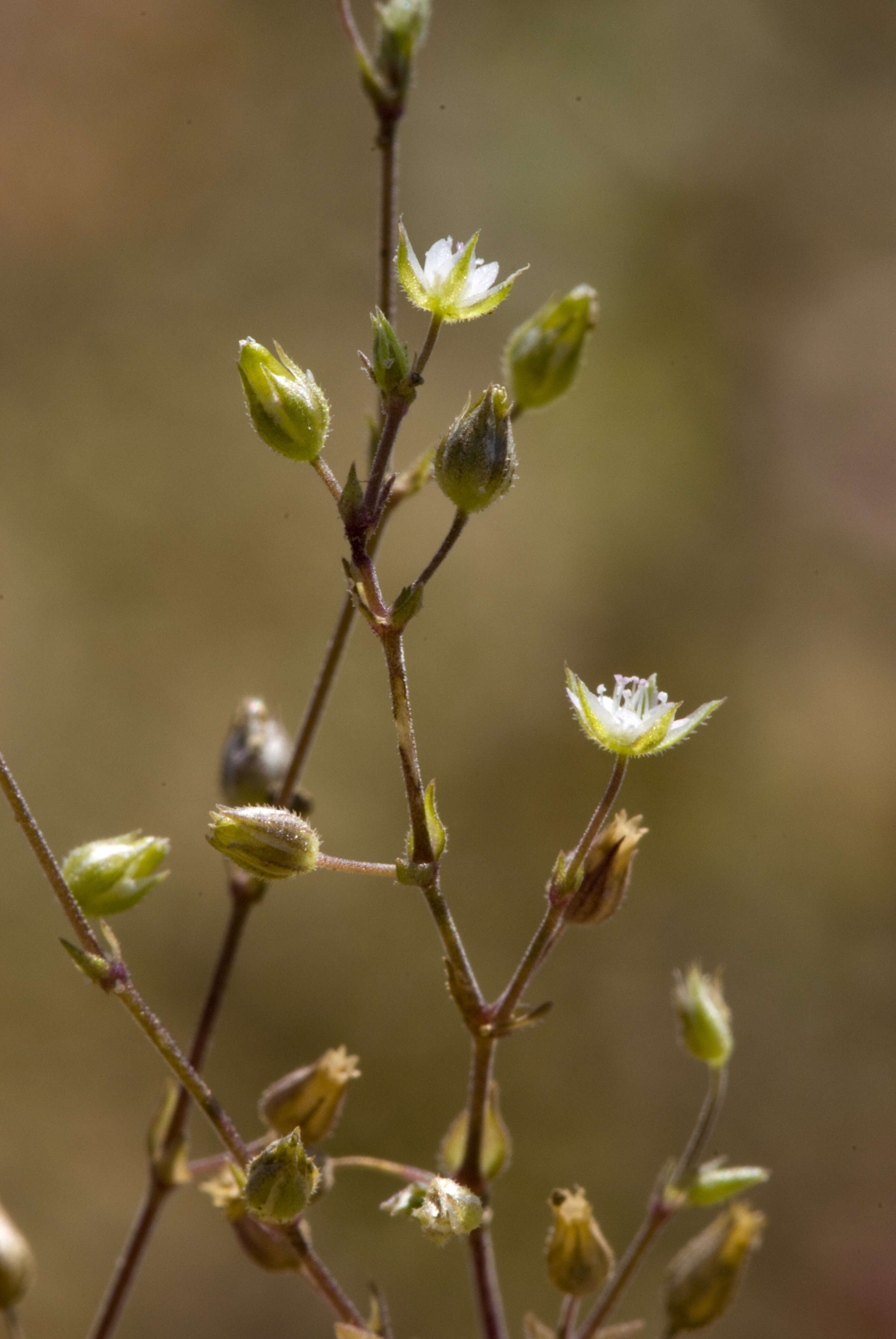 Imagem de Arenaria serpyllifolia L.