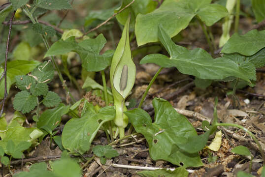 Image of Snakeshead