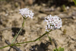 Image of squinancywort