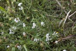 Image of squinancywort