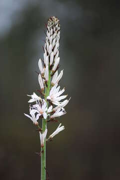 Image of White asphodel