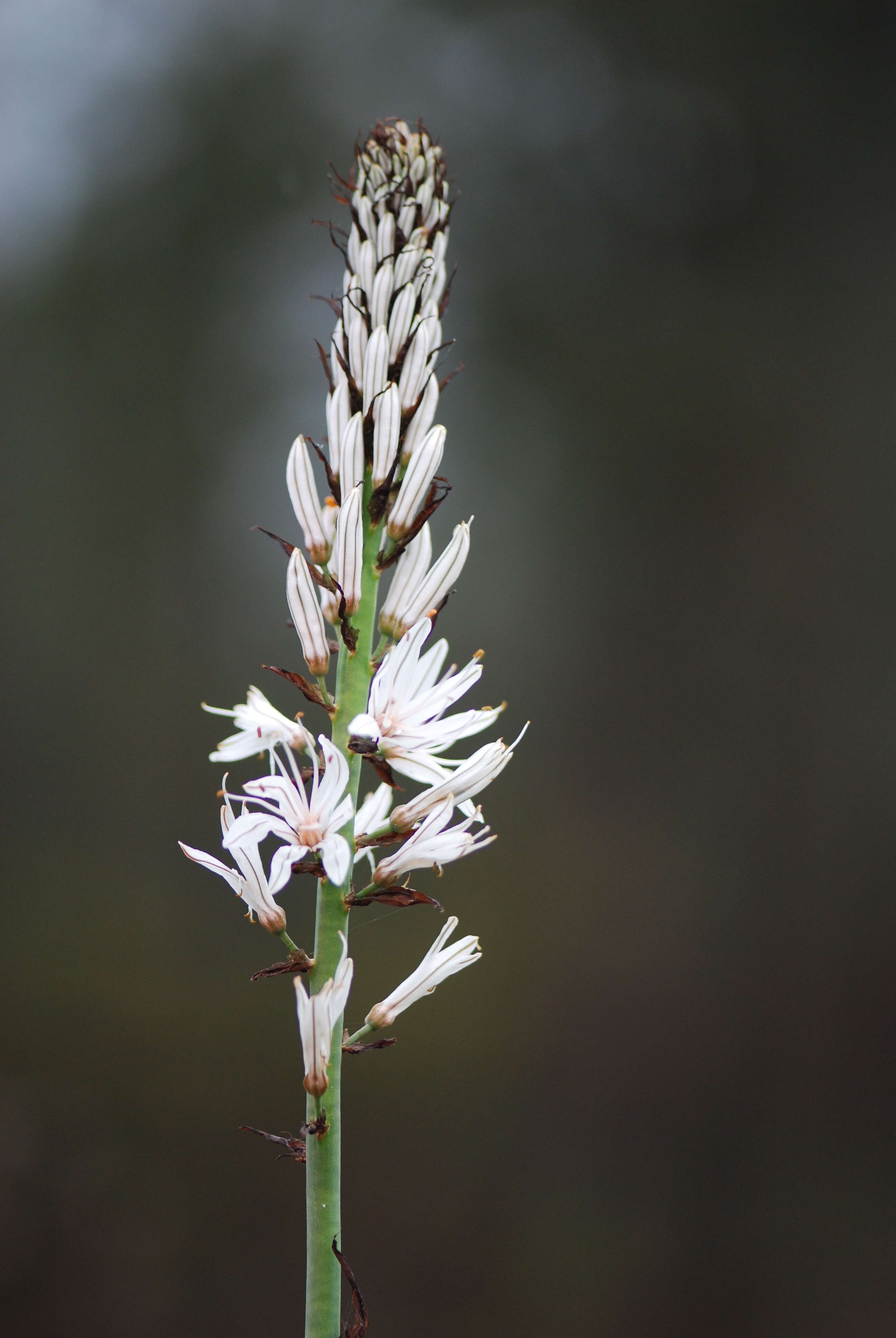 Image of White asphodel