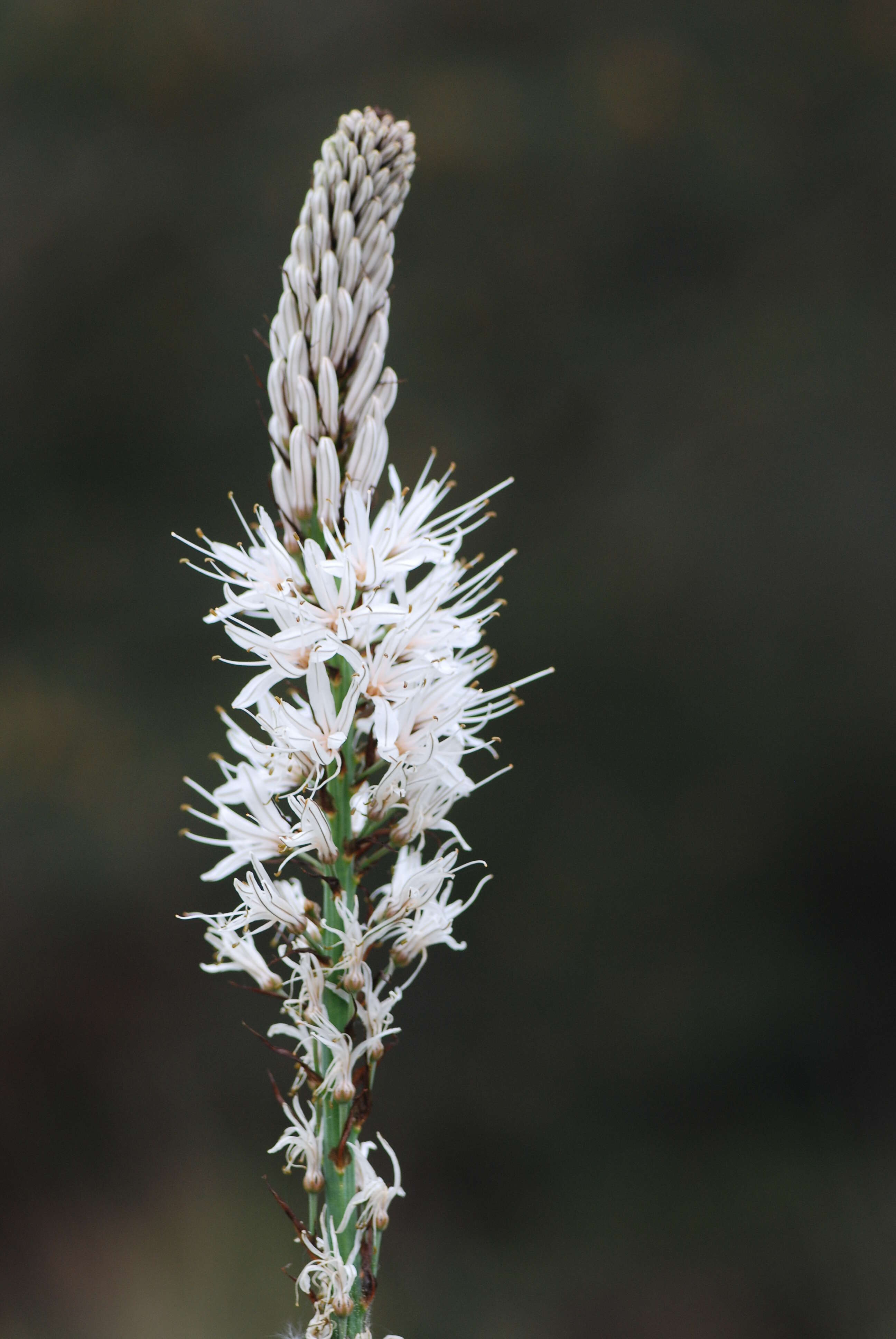 Image of White asphodel