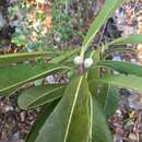 Image of Droceloncia rigidifolia (Baill.) J. Léonard