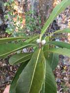 صورة Droceloncia rigidifolia (Baill.) J. Léonard