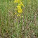 Image de Galium verum subsp. verum