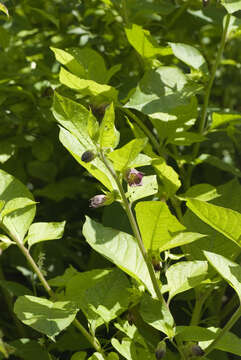 Image of Deadly Nightshade