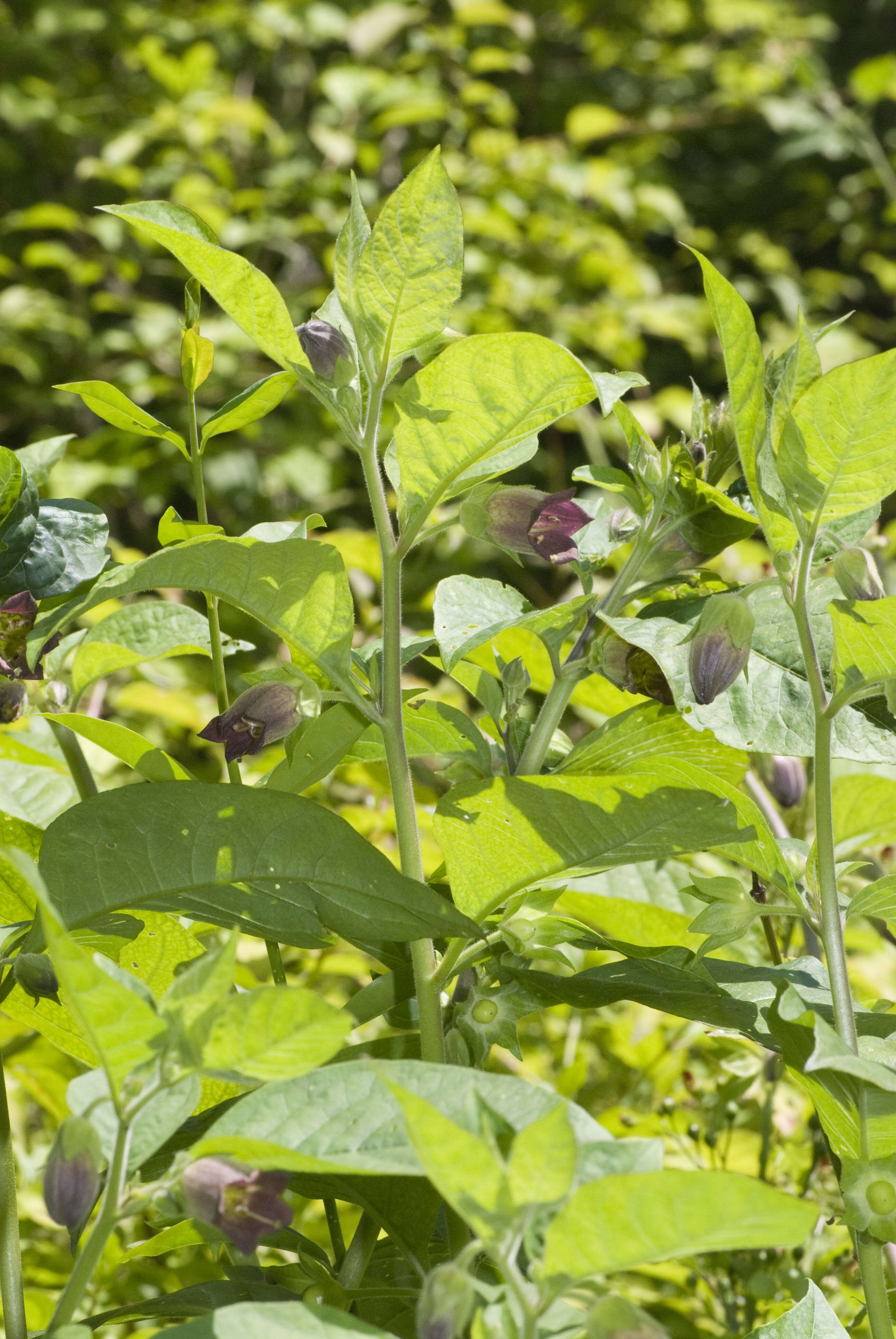 Plancia ëd Atropa belladonna L.