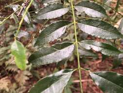 Imagem de Zanthoxylum brachyacanthum F. Müll.