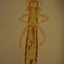 Image de Columbicola columbae (Linnaeus 1758)