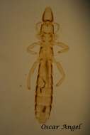 Columbicola columbae (Linnaeus 1758)的圖片