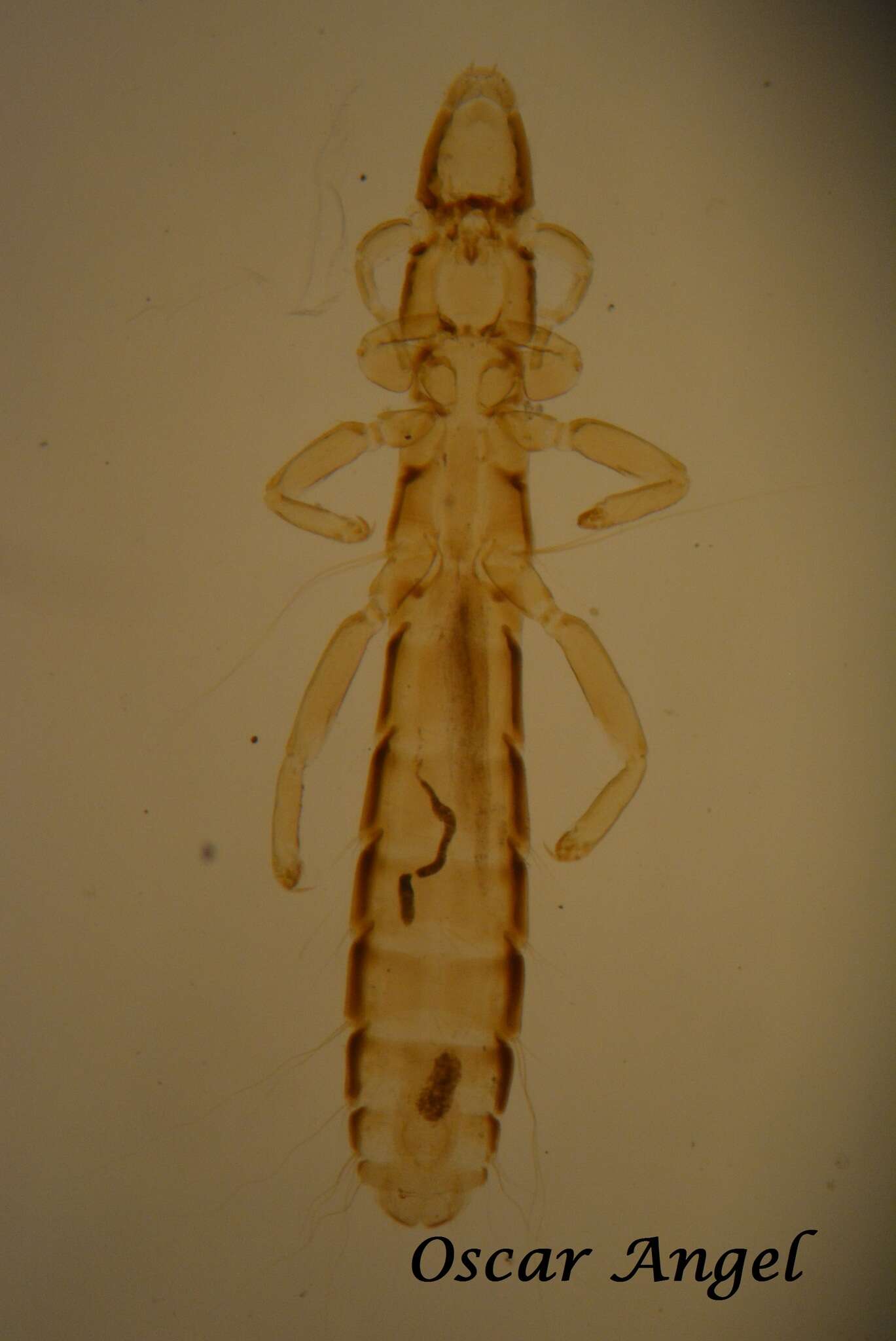 Sivun Columbicola columbae (Linnaeus 1758) kuva