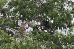 Image of Mottled Wood Owl