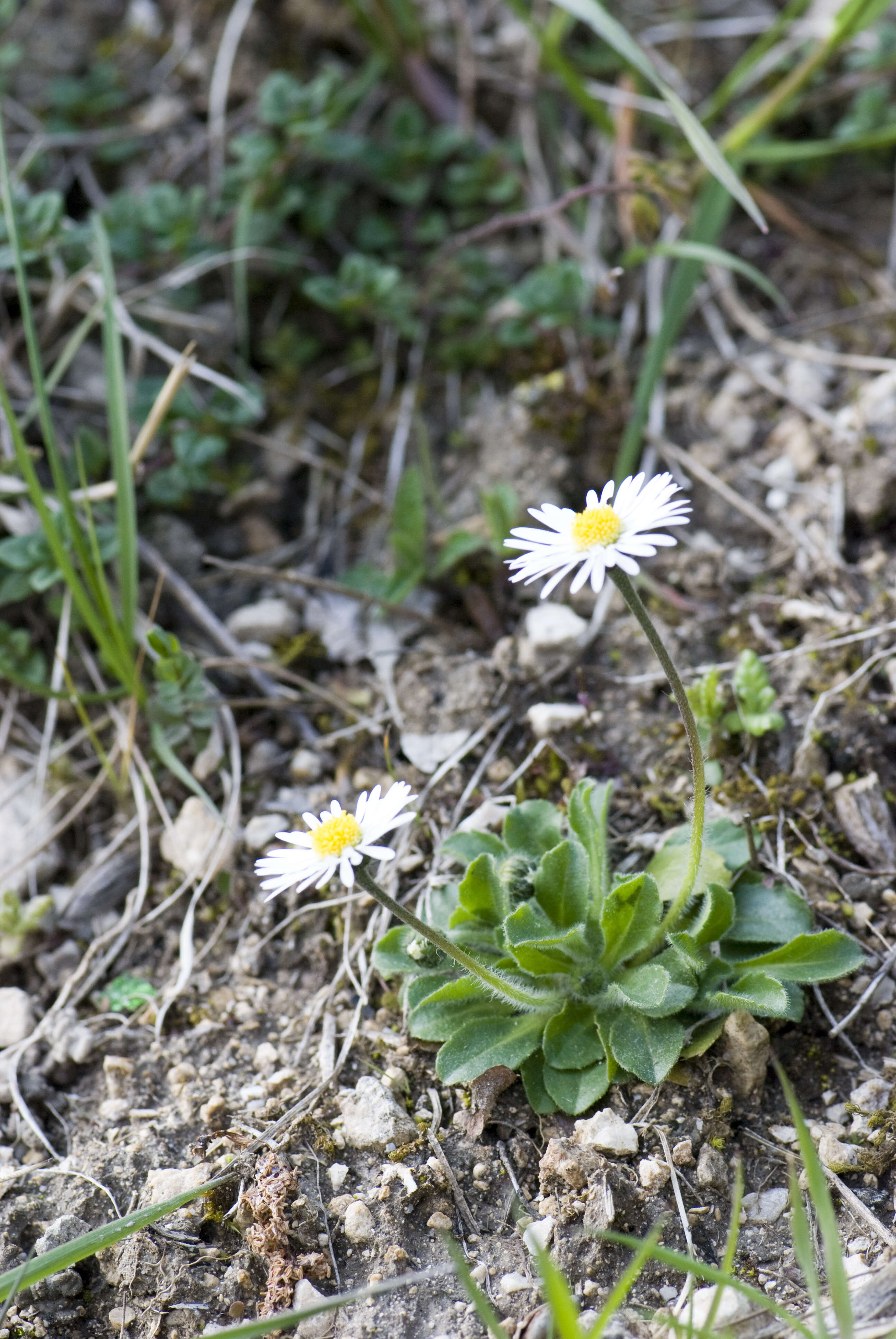 Image of Daisy