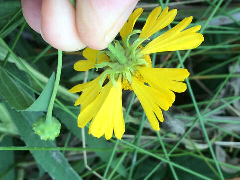 Image of common sneezeweed