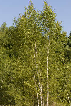 Image of Common Birch